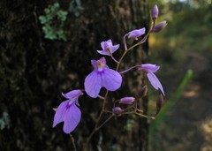 Ionopsis utricularioides