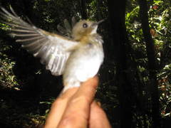 Cyornis umbratilis