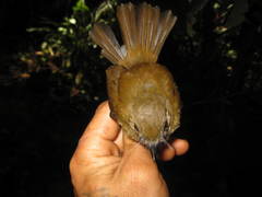 Cyornis umbratilis