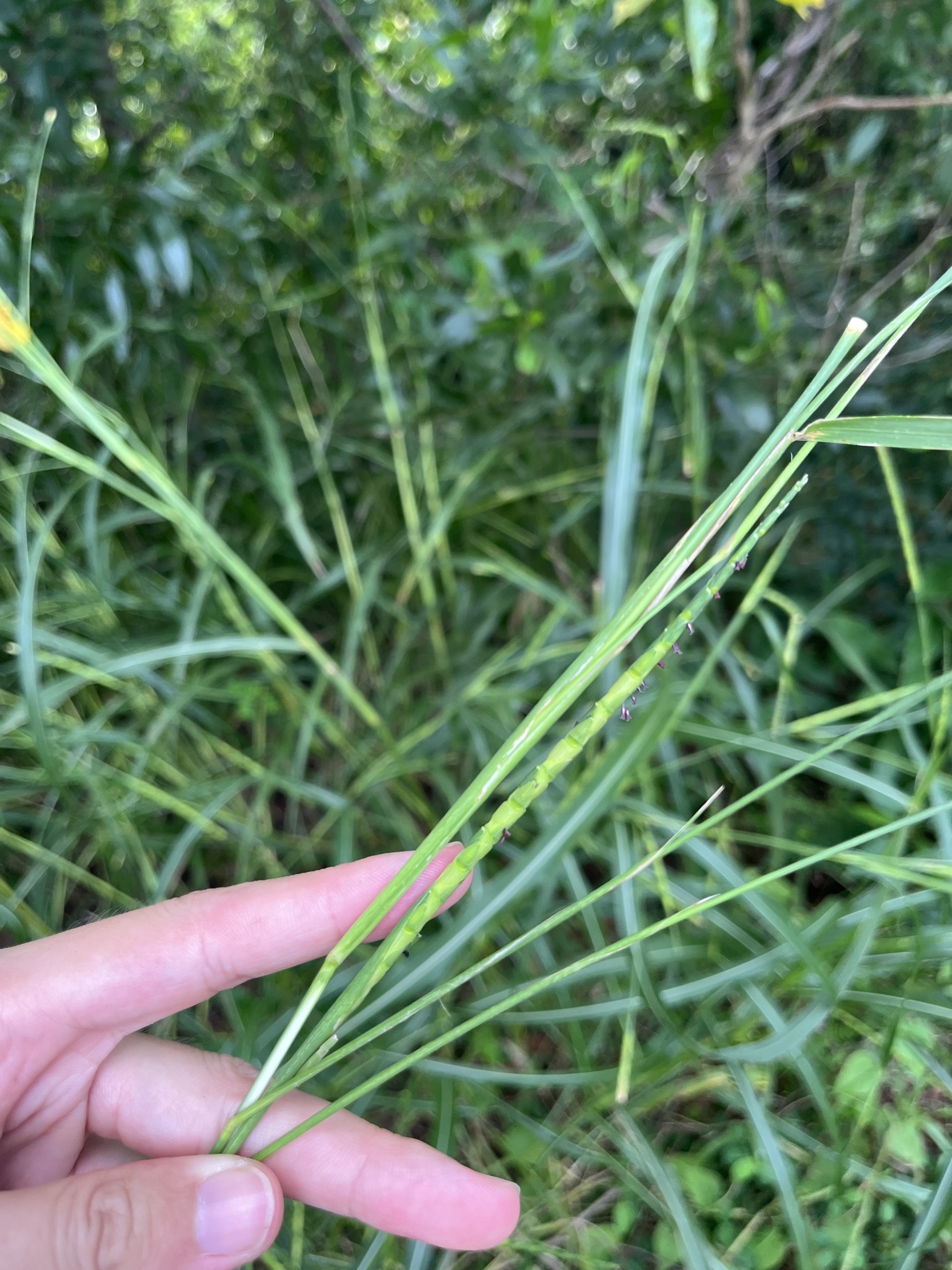 Imagem de Rottboellia cochinchinensis