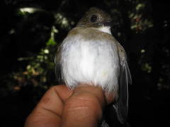 Cyornis umbratilis