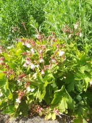 Geranium macrorrhizum