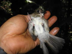 Cyornis umbratilis