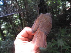 Alcippe brunneicauda