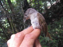 Alcippe brunneicauda