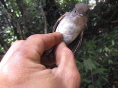 Alcippe brunneicauda