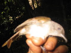 Alcippe brunneicauda