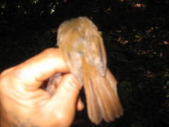 Alcippe brunneicauda