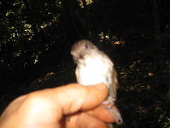 Alcippe brunneicauda