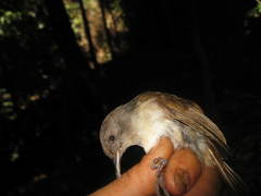 Alcippe brunneicauda