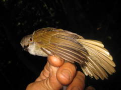 Rubigula erythropthalmos