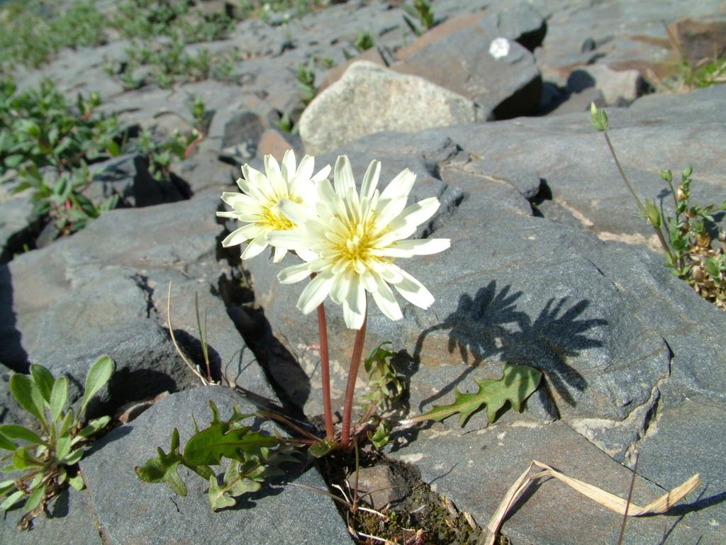 arctic dandelion