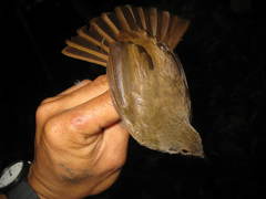 Rubigula erythropthalmos