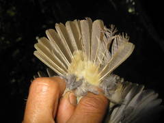 Rubigula erythropthalmos