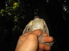 Rubigula erythropthalmos