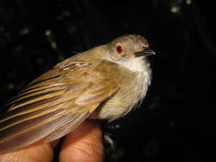 Rubigula erythropthalmos