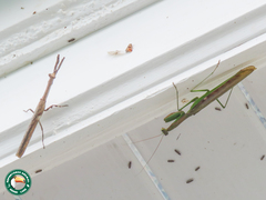 Polyspilota aeruginosa