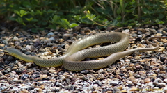 Coluber constrictor
