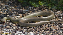 Coluber constrictor