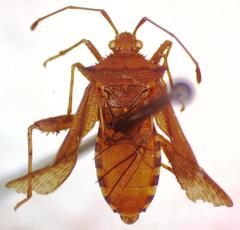 Zicca taeniola