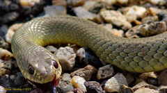 Coluber constrictor