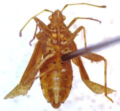 Zicca taeniola