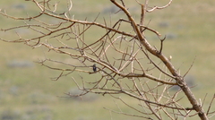 Passerina cyanea