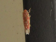 Erythroneura rubra