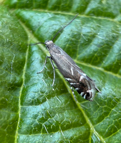Cocksfoot Moth