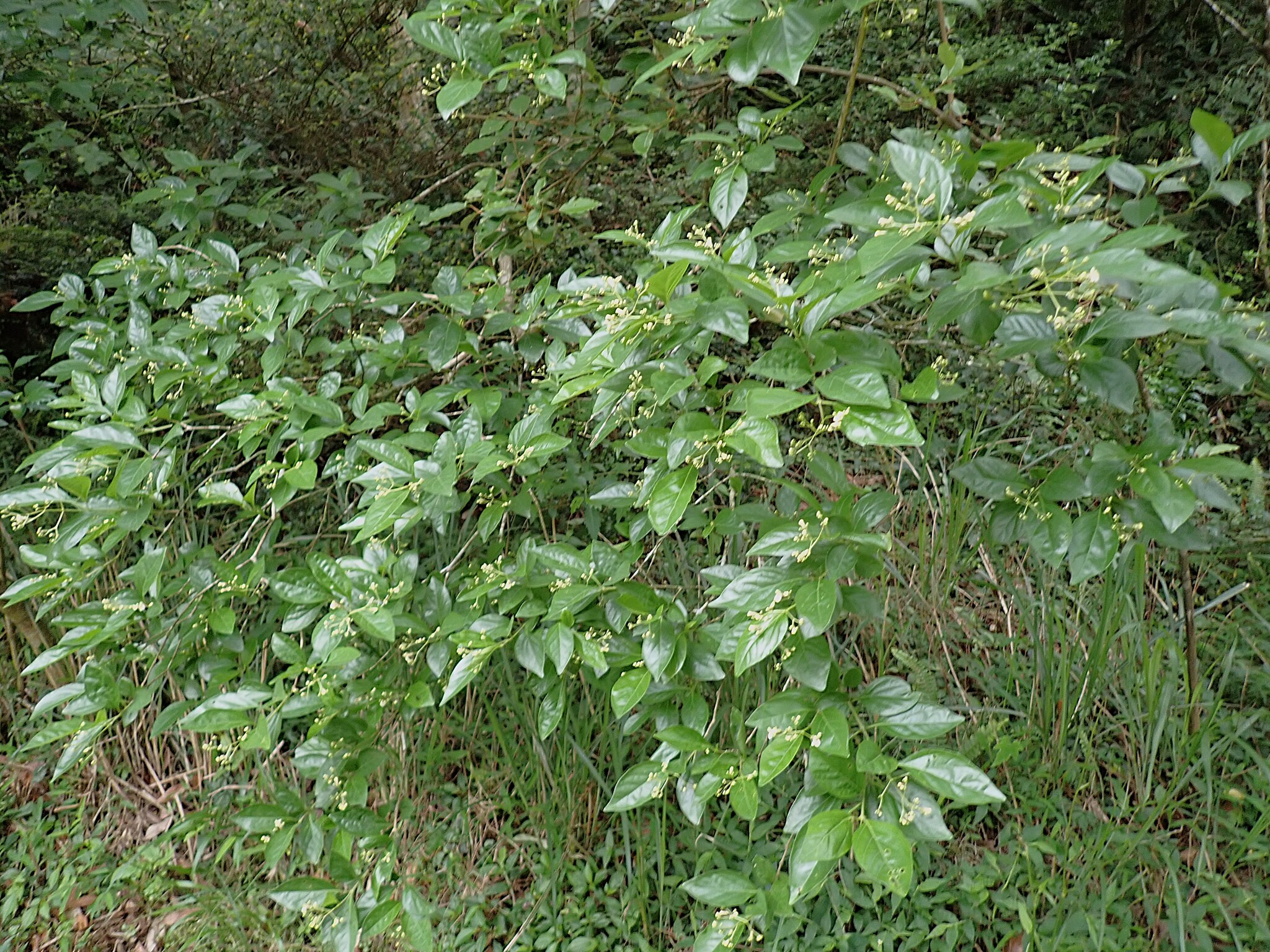 Imagem de Premna microphylla