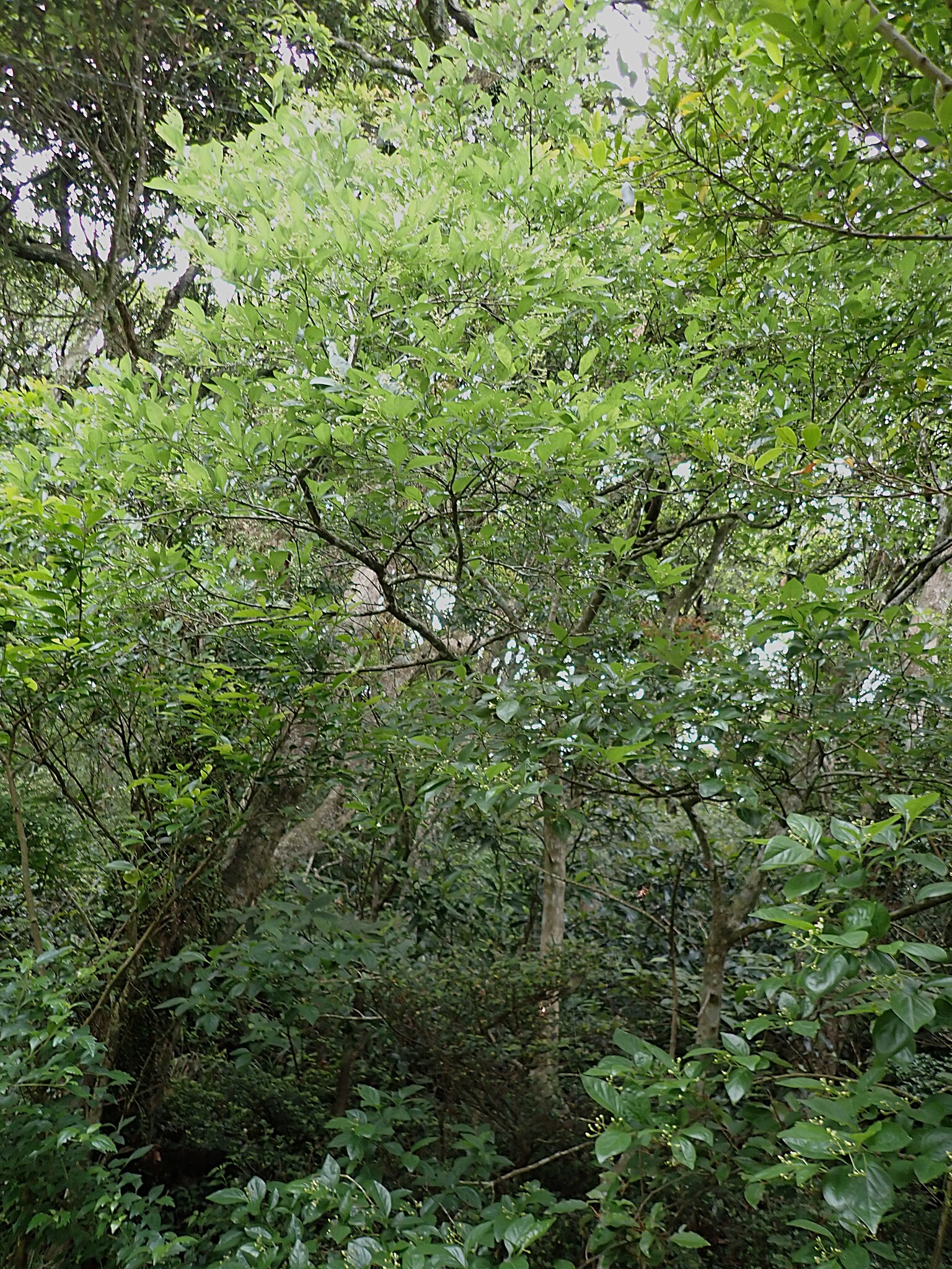 Imagem de Premna microphylla