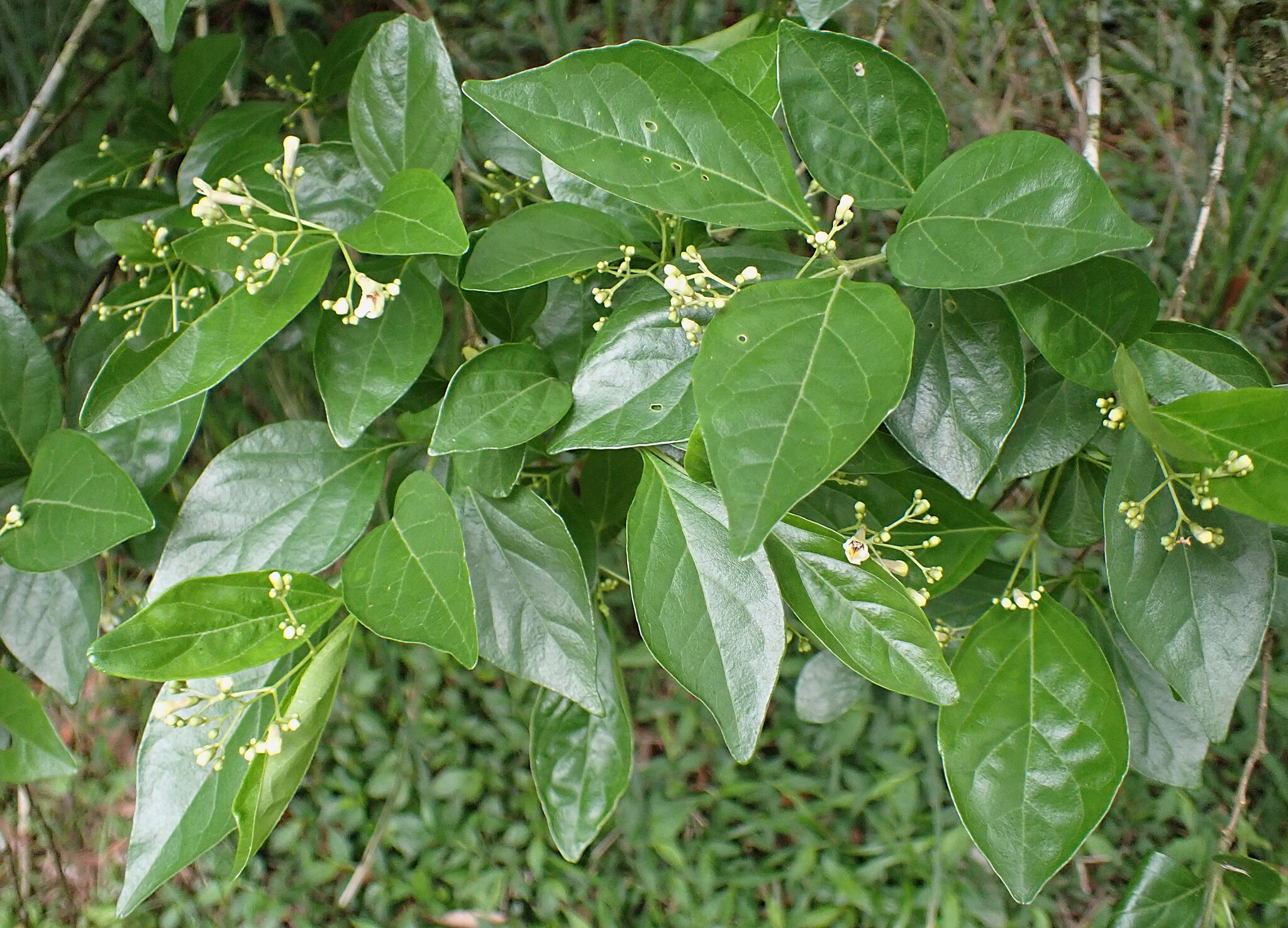 Imagem de Premna microphylla