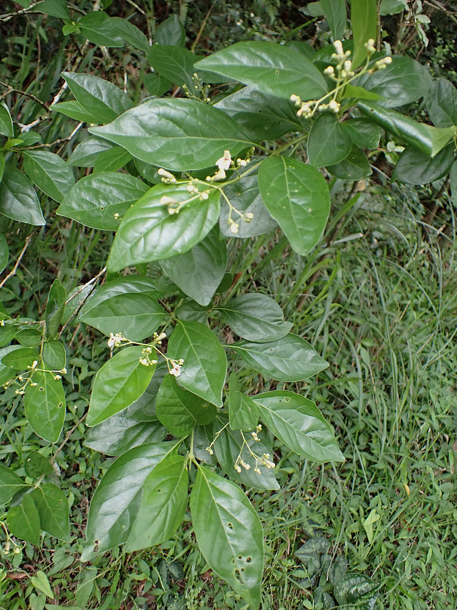 Imagem de Premna microphylla