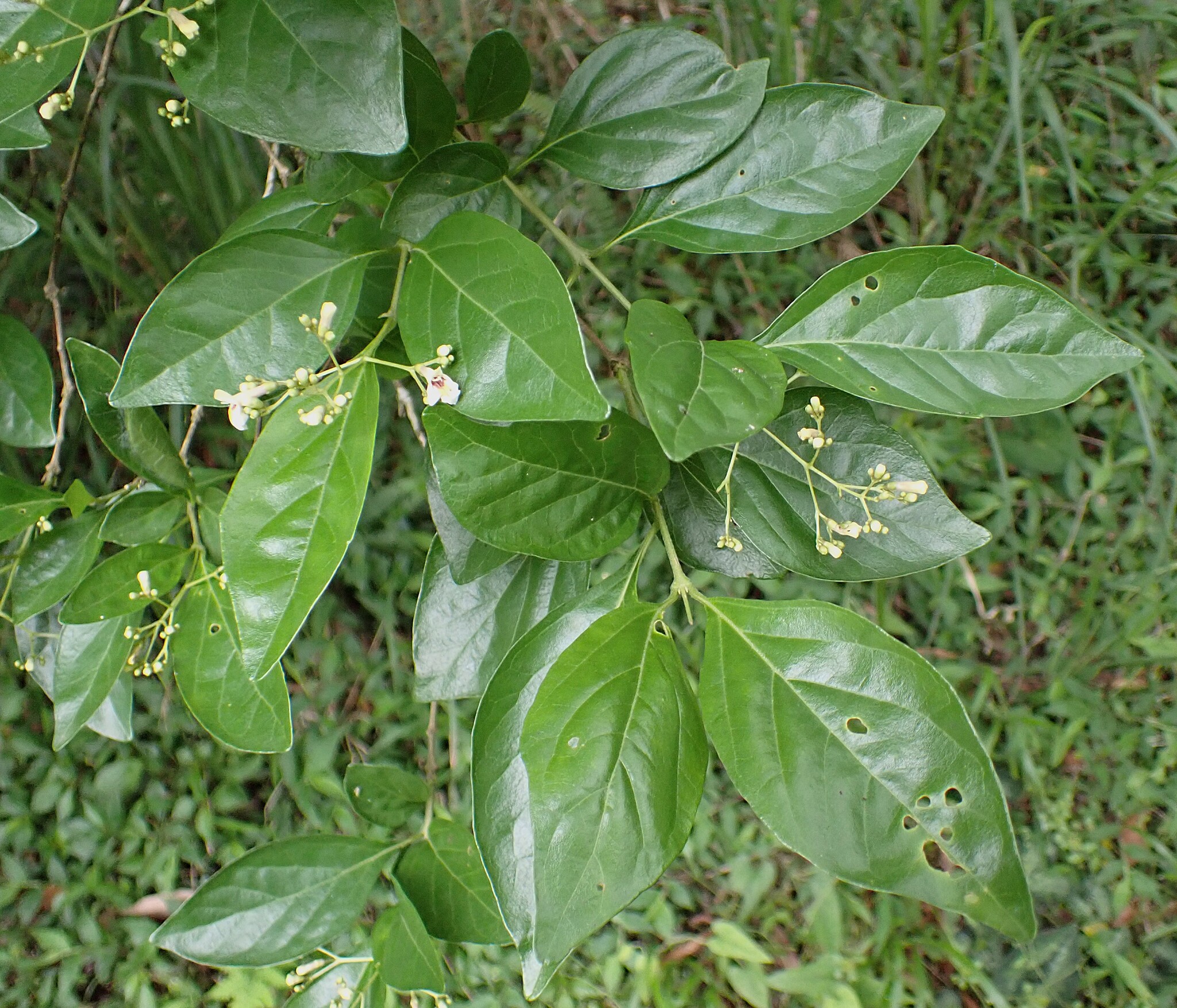 Imagem de Premna microphylla