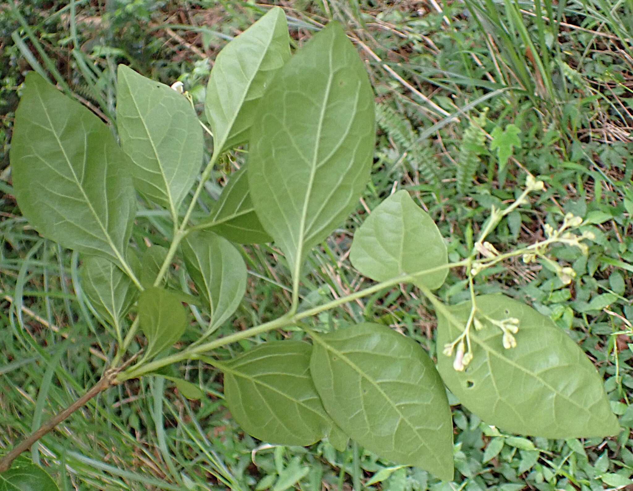 Imagem de Premna microphylla
