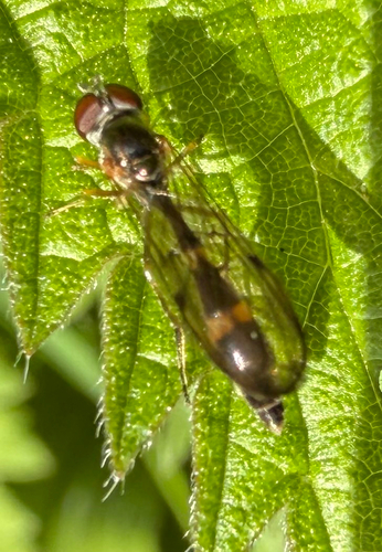 Common Dainty