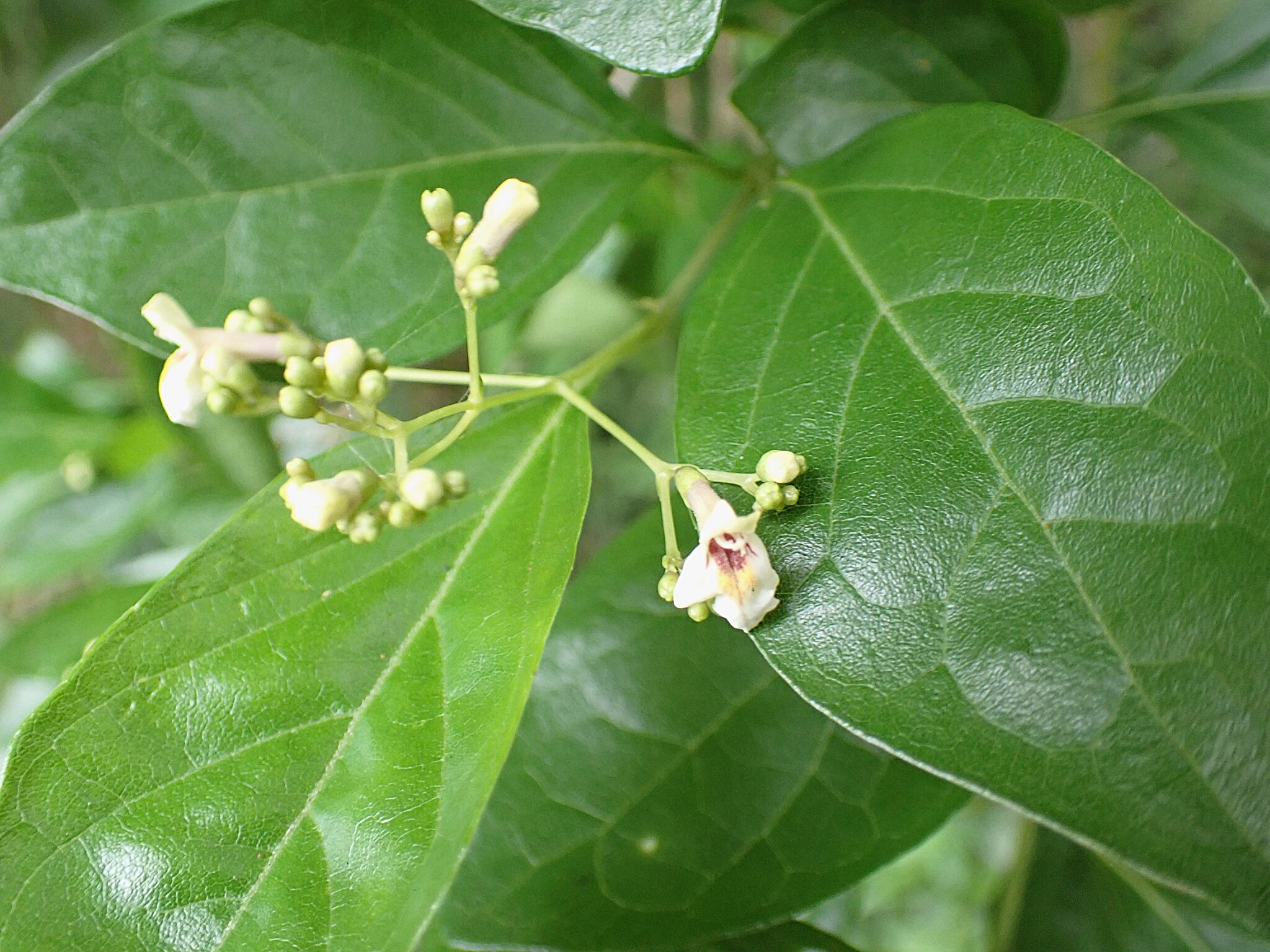 Imagem de Premna microphylla
