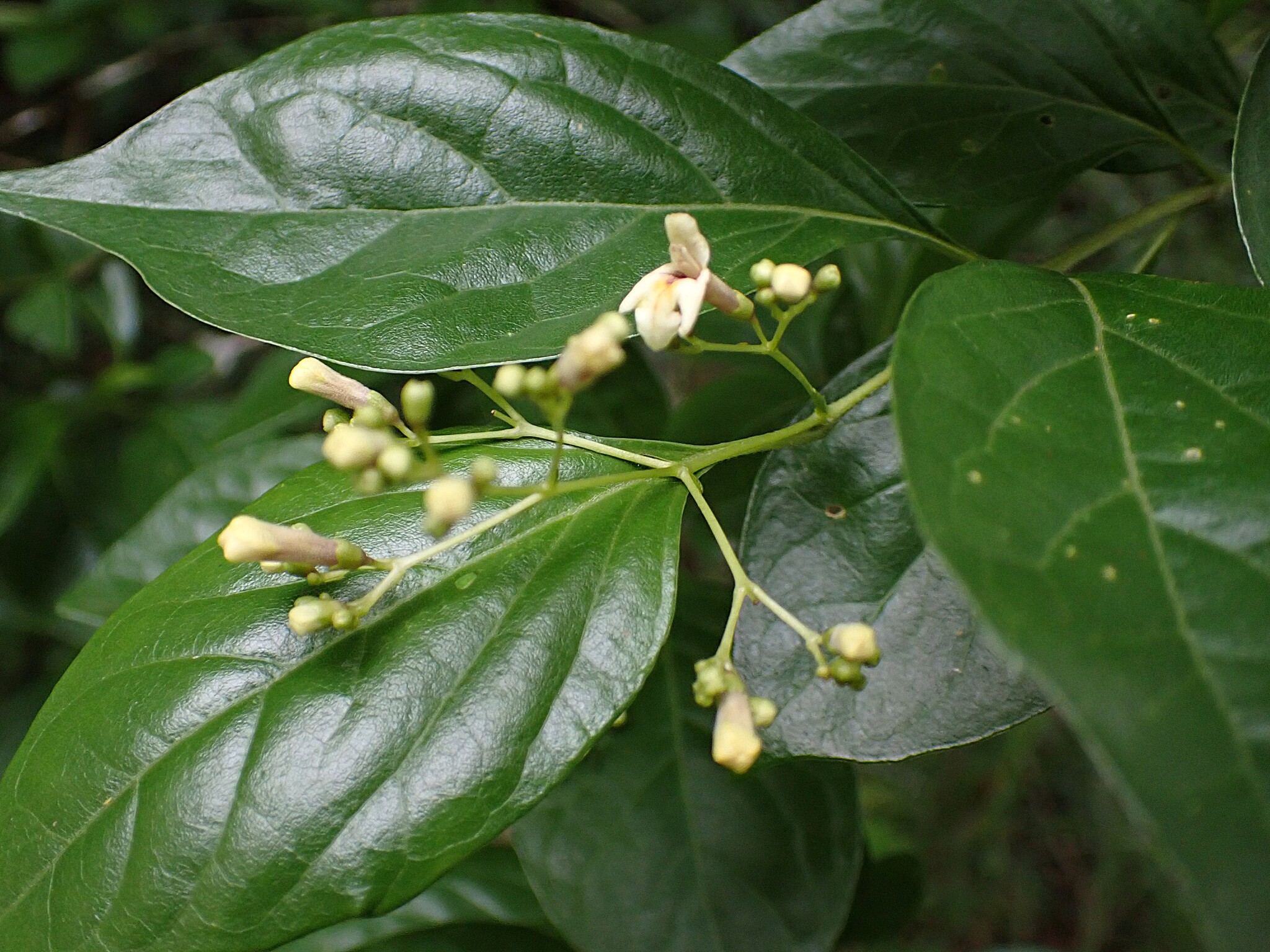 Imagem de Premna microphylla