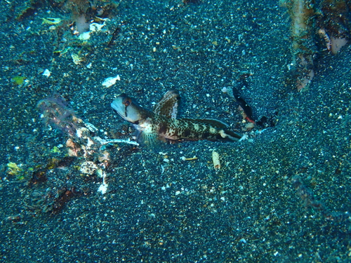 Tomiyamichthys observed 2026-05-07