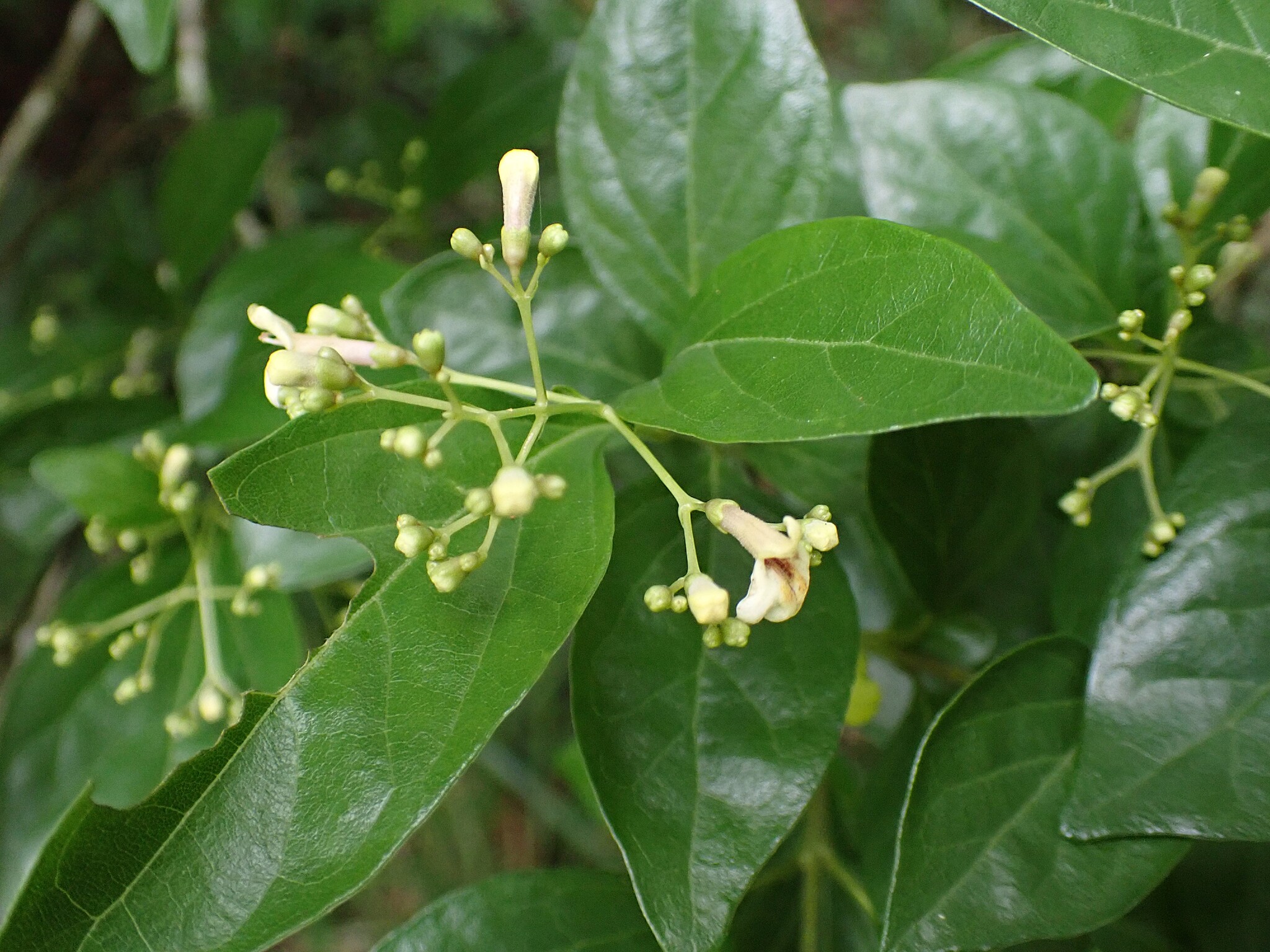 Imagem de Premna microphylla