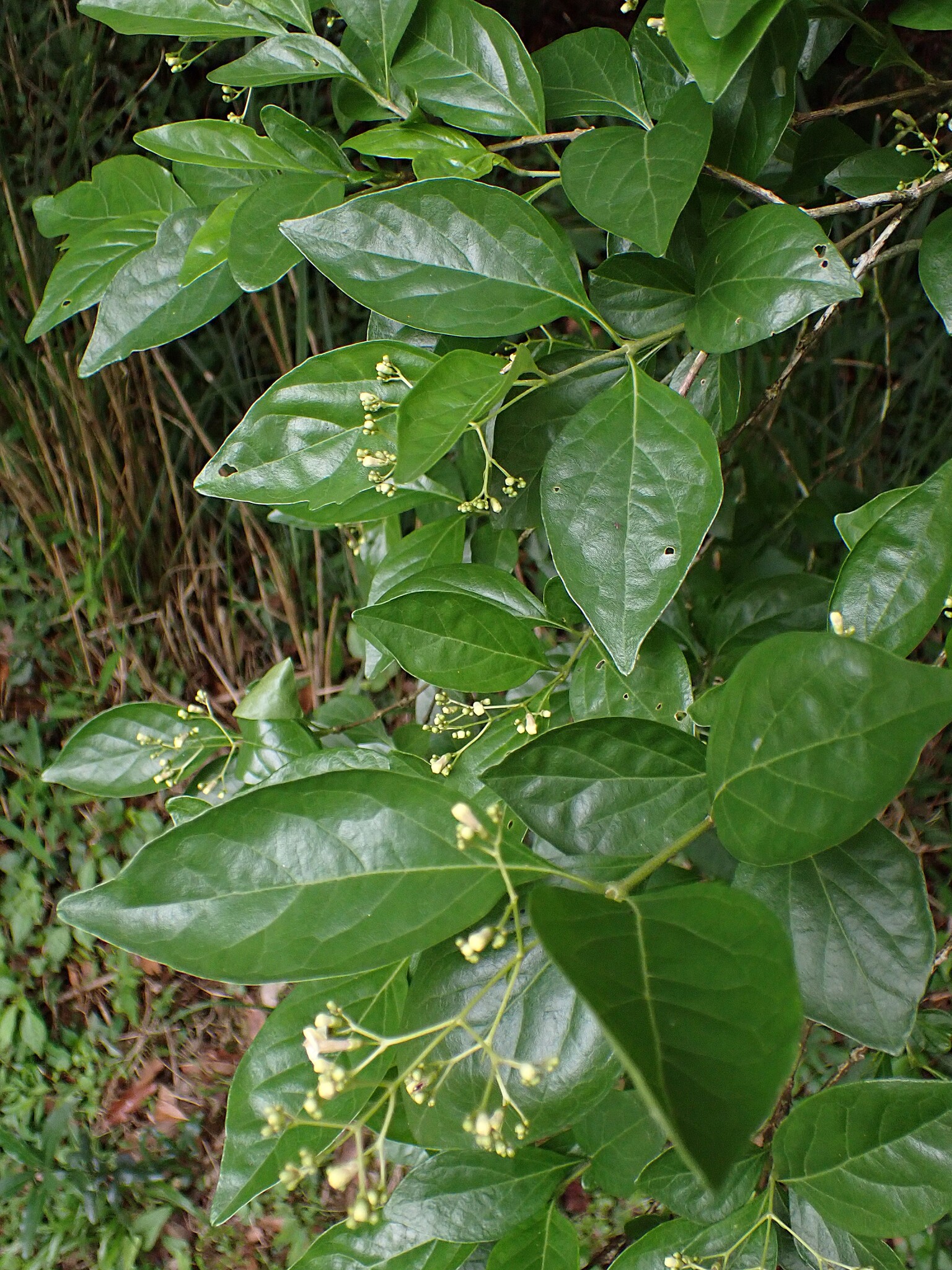 Imagem de Premna microphylla