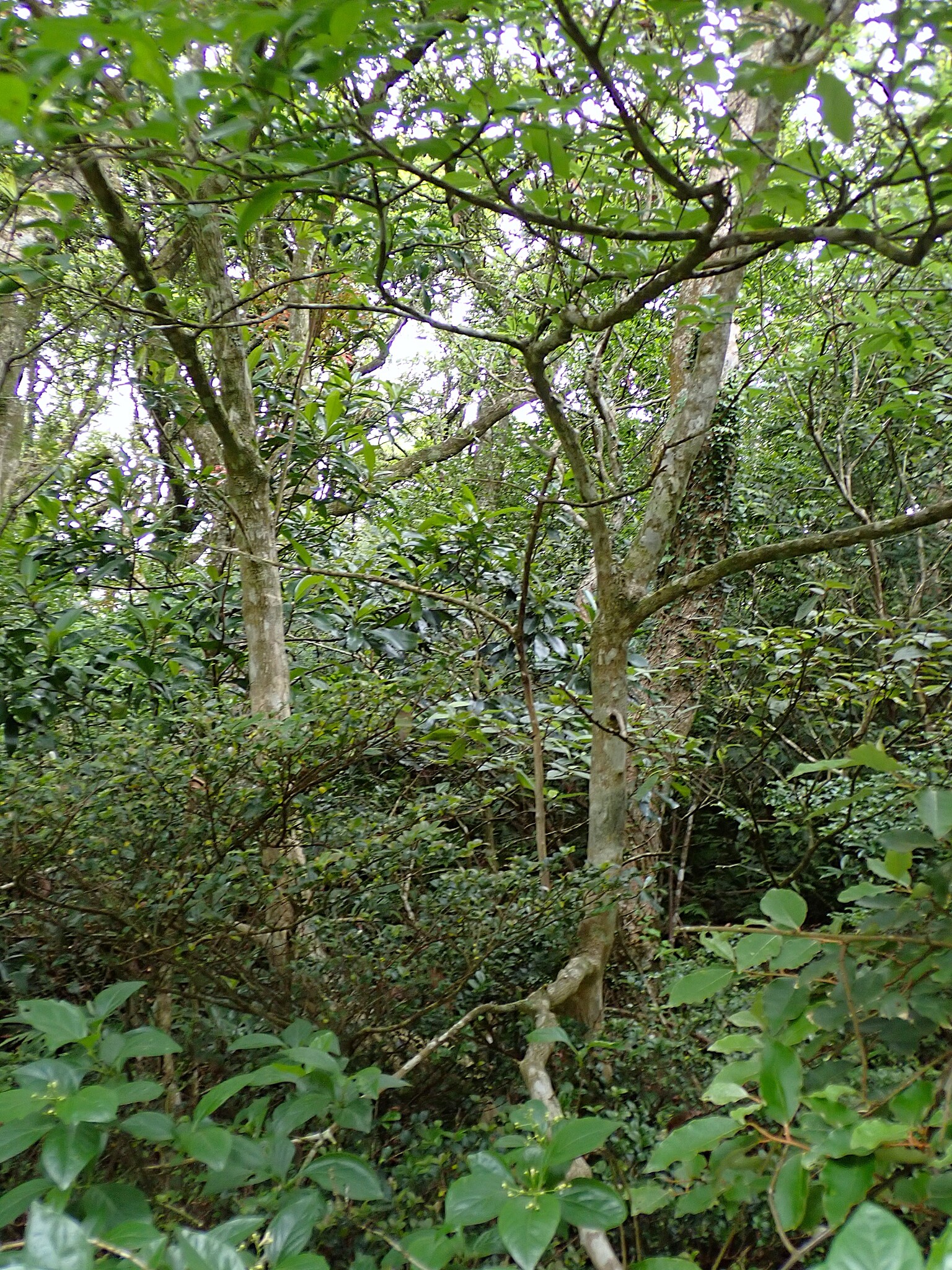 Imagem de Premna microphylla