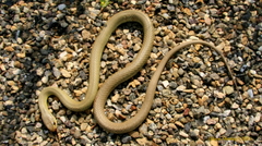 Coluber constrictor