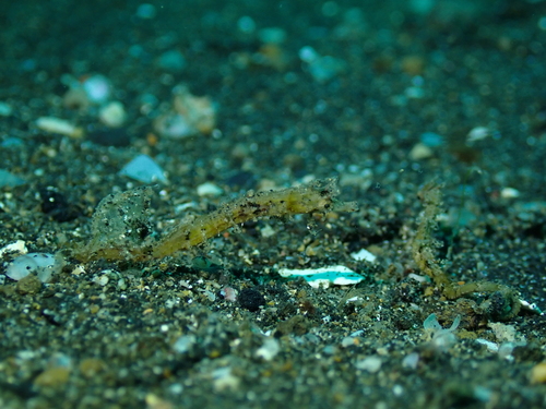 Acentronura breviperula