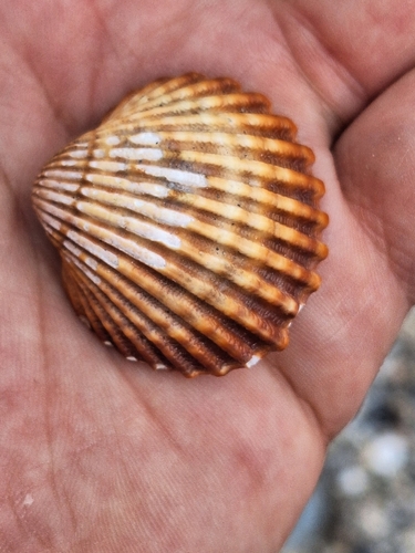 Acanthocardia tuberculata