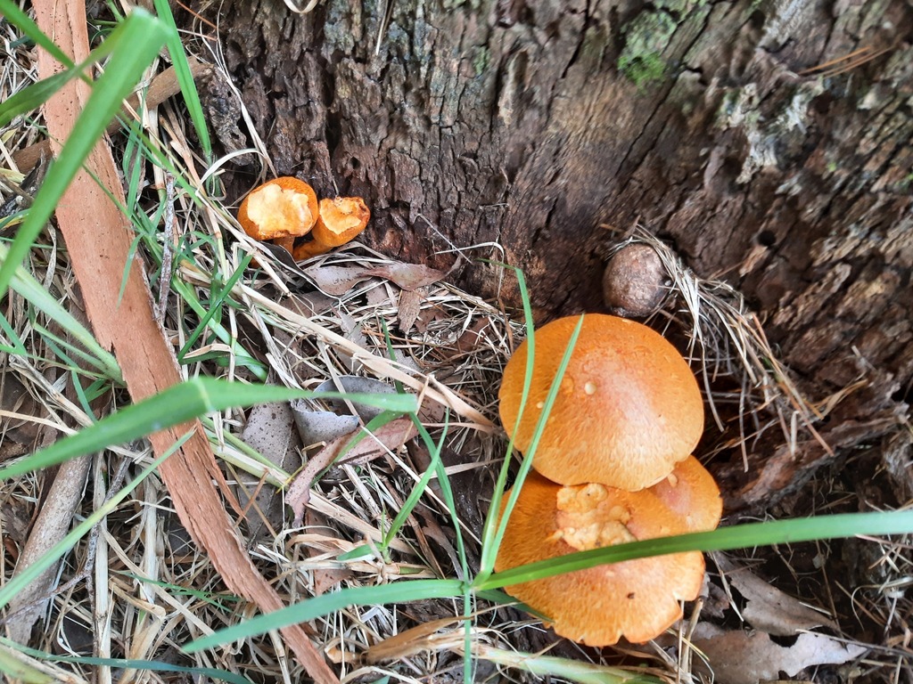 Gymnopilus junonius · May 2026 · photo: © davidwhyte (iNaturalist, cc-by-sa)