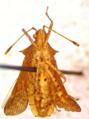Zicca taeniola
