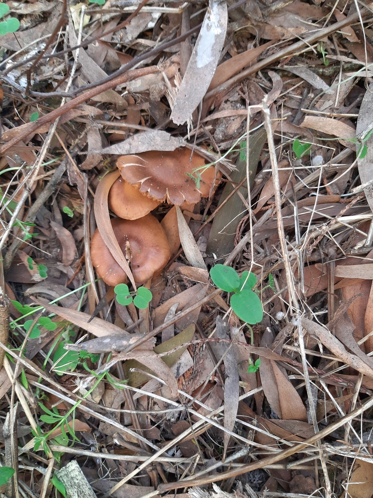 Cortinarius sp. 'Acacia' · May 2026 · photo: © davidwhyte (iNaturalist, cc-by-sa)
