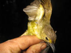 Tricholestes criniger