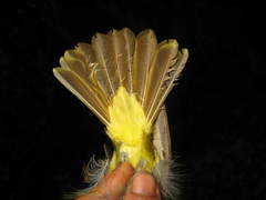 Tricholestes criniger